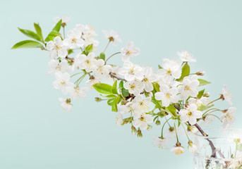 Fototapeta na wymiar White cherry flowers