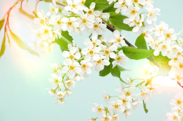 Fototapeta na wymiar White flowers. Floral background