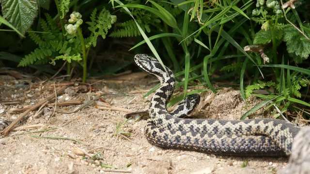 Male Adders Dancing / Fighting. ( Vipera berus ) Entangled in Each Other.