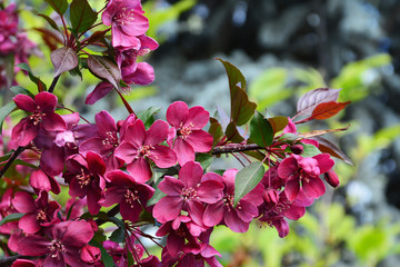 Dark red crabapple blossoms Malus Royalty