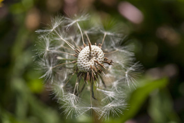 dandelions