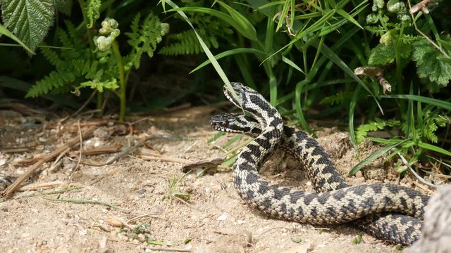Male Adders Dancing / Fighting. ( Vipera berus ) Entangled in Each Other.