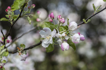 apple blossoms
