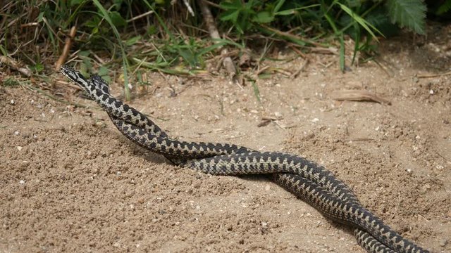 Male Adders Dancing / Fighting. ( Vipera berus ) Entangled in Each Other.