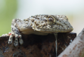 Gecko, lézard