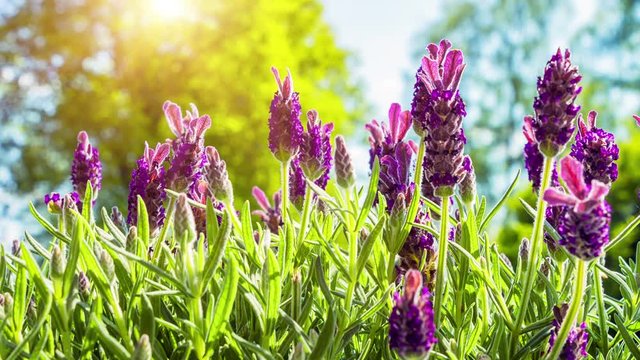 Blooming lavender on sunny summer day. Nature background, slider shot. 4k