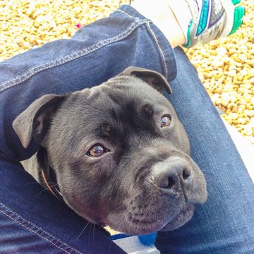 staffordshire bull terrier dog pushes head through crossed legs of somone sitting down