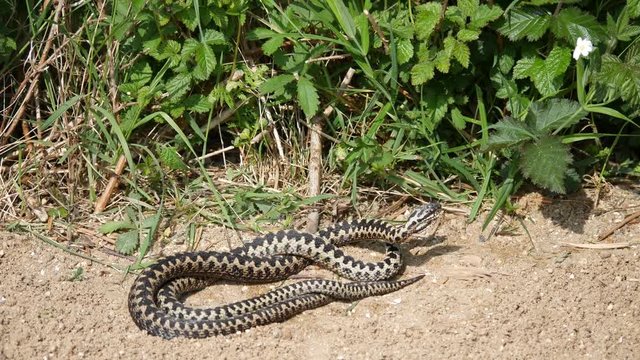 Male Adders Dancing / Fighting. ( Vipera berus ) Entangled in Each Other. 4K