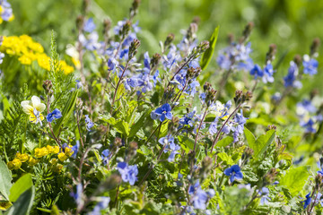 wild flovers