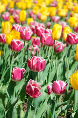 Obraz premium Pink tulips