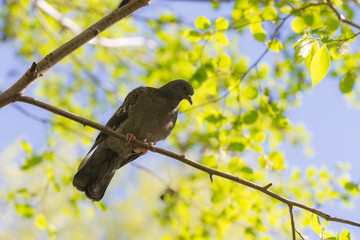 Pigeon on a tree in the spring