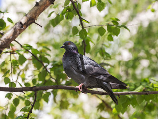portrait of a dove in profile