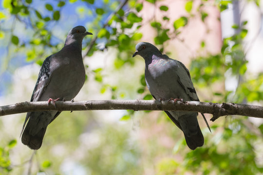 two doves on a tree branch
