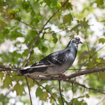 pigeon on a tree branch