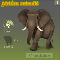 Illustration of African elephant