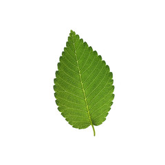 Elm tree leaf isolated on white background