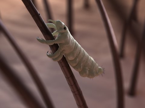Head louse, artwork