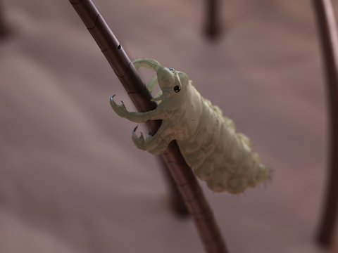 Head louse, artwork