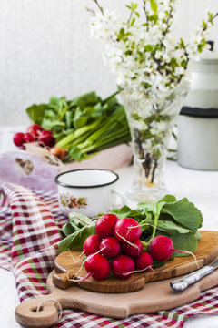 bundle of  bright fresh organic radishes with leaves