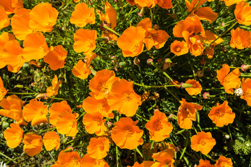 Fototapeta na wymiar Orange poppies in a summer meadow on sunny day