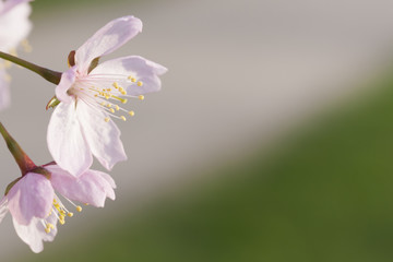 Close up image of pink cherry tree blossom in Helsinki 