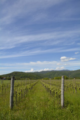 Fototapeta na wymiar Spring Landscape Near Cividale del Friuli 
