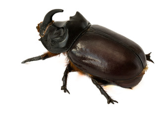rhinoceros beetle