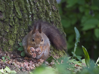 Eating squirrel in the forest. Eurasian red squirrel (Sciurus vulgaris).