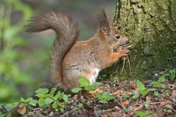 Naklejka na ściany i meble Eating squirrel in the forest. Eurasian red squirrel (Sciurus vulgaris).