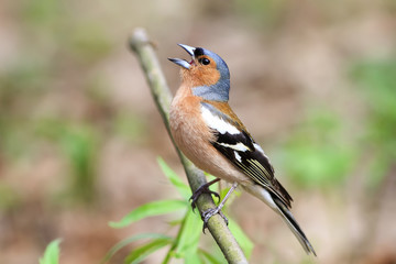 bird Chaffinch sings a song in spring green forest