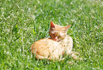 рыжий кот на газоне