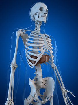 Healthy liver computer artwork against blue background