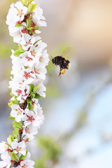 shaggy bumblebee circling and flying over a blossoming Apple tree 