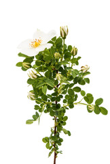 White Dog rose isolated