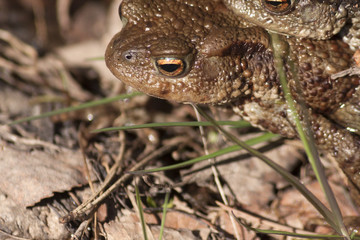 Paddor som gillar varandra