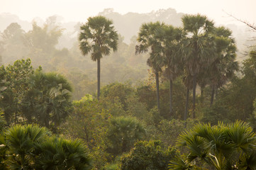 Sunset over the jungle