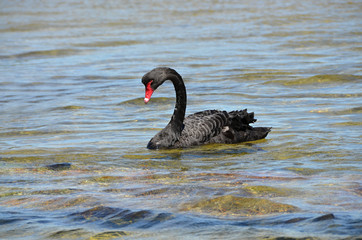 Naklejka premium black swan with a red beak sailing the sea