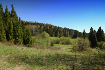 Fototapeta na wymiar Spring forest meadow