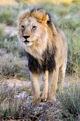 Misty low light sunrise with bird fly by.