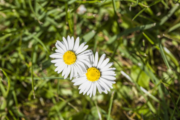 two blooming daisies