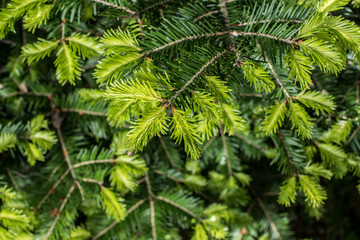 Young sprout. Background of bright, young spruce branches. 