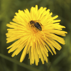 Biene (Apis mellifica) auf Löwenzahn (Taraxacum officinale) 
