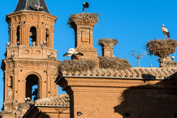 Obraz premium Storks in San Miguel Collegiate Church, Alfaro (Spain)