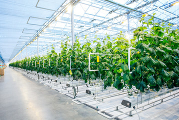 Naklejka premium Green crop in modern greenhouse