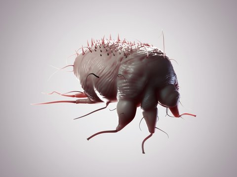 Scabies mite, artwork