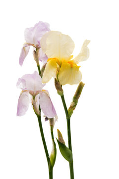 Iris isolated