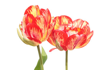 Tulip broken by viruses. Variegated colors produced by Tulip Breaking Virus (mosaic virus)