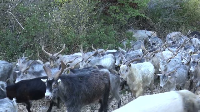 A herd of goats is moving fast on a dirt road.