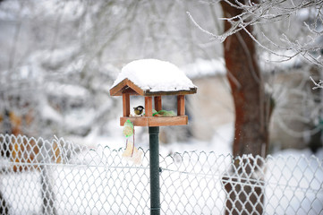  titmouse in bird feeder