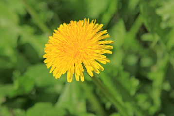 Yellow dandelion on the green field in spring